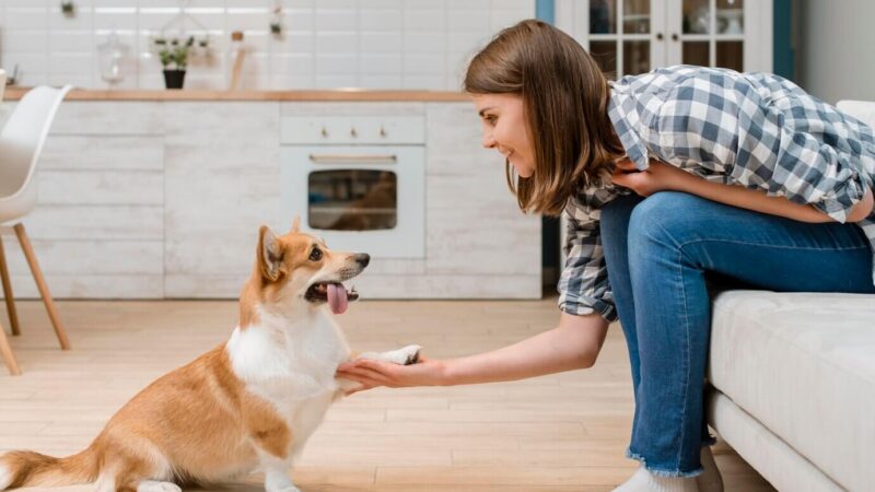 Comandos básicos para ensinar para seu cachorro
