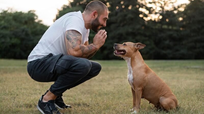 Dicas para Lidar com Problemas Comportamentais com o cachorro