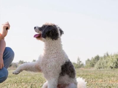 Pedro Cari Adestrador